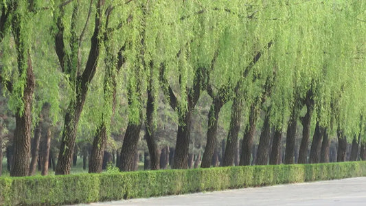 Bejing, China with Recipe for the Perfect Cup of Tea