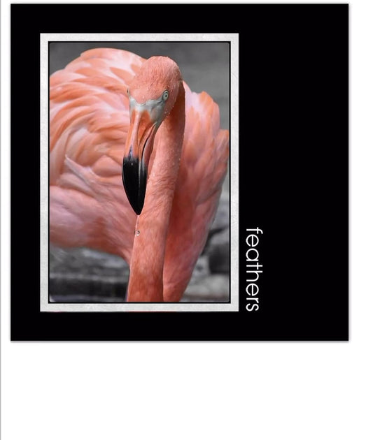 Feathers 2025 Calendar